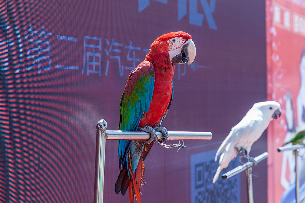 【車展第一天】遇到那個TA，放棄蘋果8......