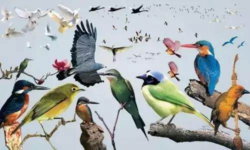 【915-918邵陽秋季車展倒計(jì)時(shí)4天】不想出門看人人人，那就改成看鳥鳥鳥！